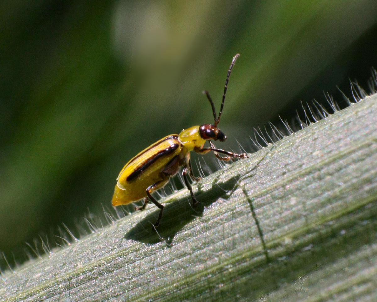 Diabrotica virgifera